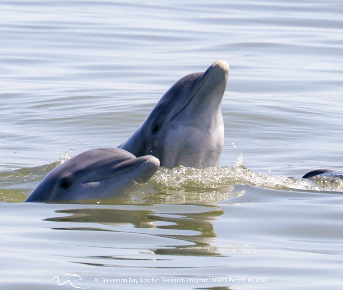 Two dolphins poke their heads above water.