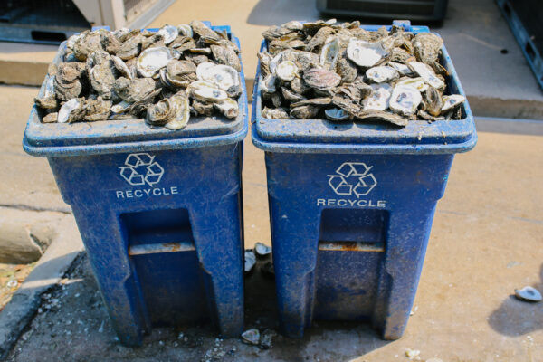 Oyster Shells fill 2 blue recycling bins.