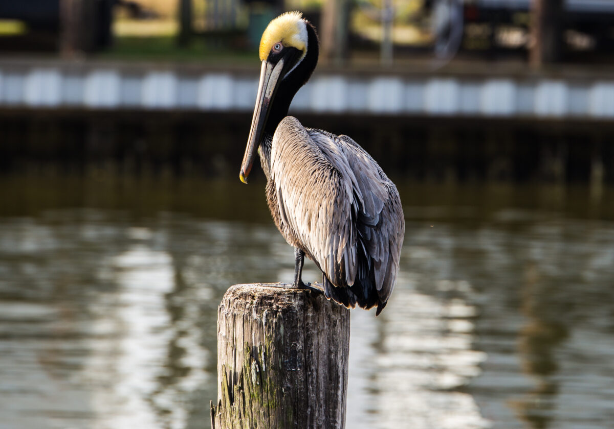 A pelican stands on a stump in Galveston Bay.
